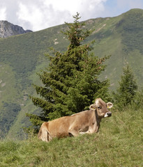Cow sitting in a pasture, Alps mountains, Italy