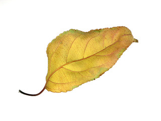 a single gold leaf