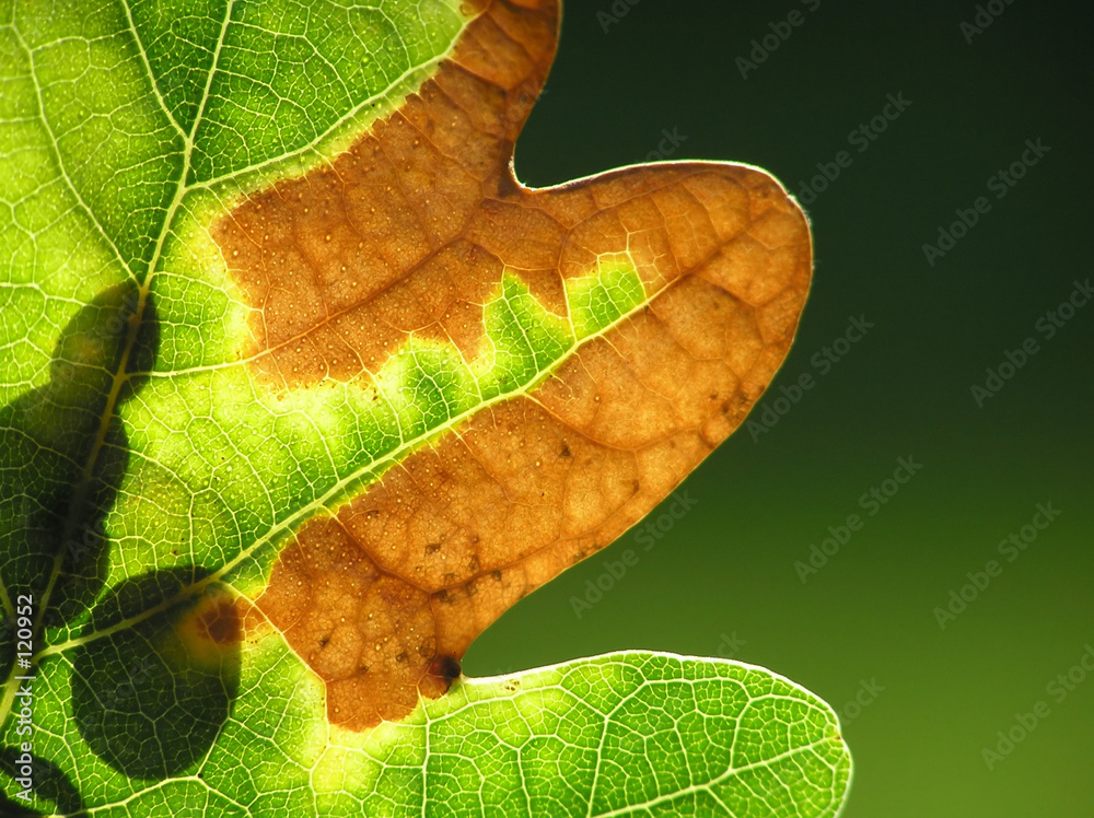 Wall mural close-up of autumn oak leaf