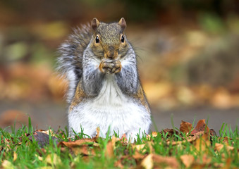 squirrel
