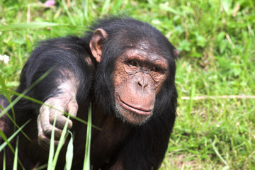 chimpanzee