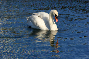 Fototapeta na wymiar swan reflection