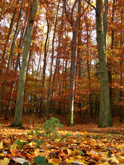 autumn forest