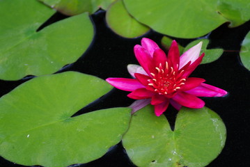 red water lilly