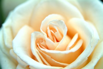 peach colored maid of honor rose