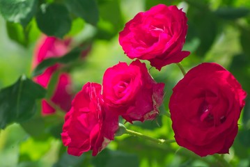 clematis x jackmanii