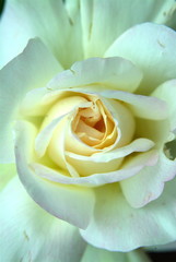 a cream-colored garden party rose