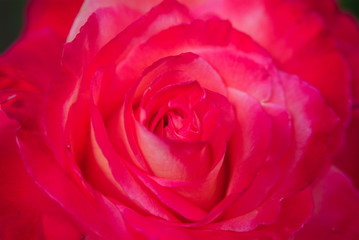 Fototapeta na wymiar red rose stella
