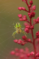spinne an astilbe
