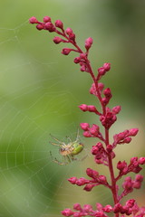 spinne an astilbe