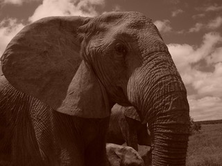 Naklejka premium twinker