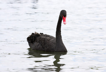 black swan © Brian Lambert