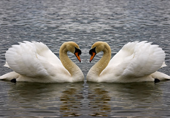 swan heart © Brian Lambert