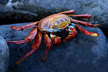 Foto op Canvas galapagos crab © Alexander