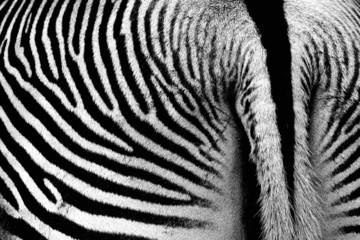 zebra patern