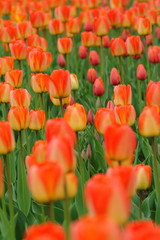 field of orange and yellow tulips