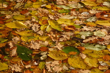 herbstlaub und wasser