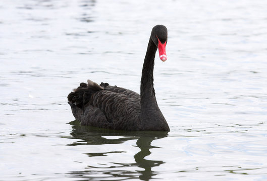 black swan