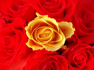 Photo sur Aluminium Macro bouquet de roses rouges avec une seule jaune