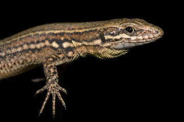 podarcis muralis sur fond noir