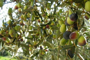 olives