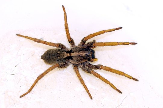 brown spider