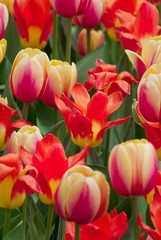 red open tulip amid multi-colored tulips