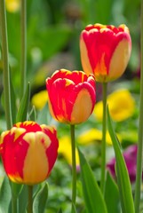 red and yellow tulips