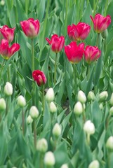 tulips in a field