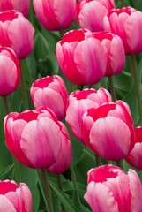 pink tulips