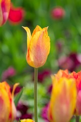 unopened off-yellow tulip