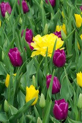 yellow tulips amid purple