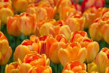 Fototapeta premium peach and orange tulips