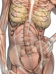 anatomy, transparant muscles with skeleton.