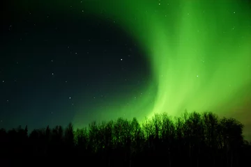 Fotobehang aurora rolling out from behind trees © Roman Krochuk