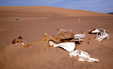 squelette dans le desert