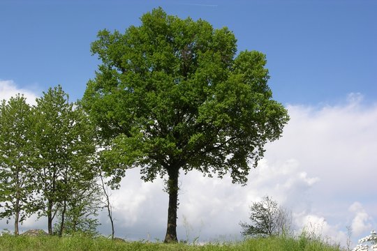 Fototapeta big green tree