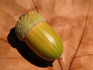 acorn