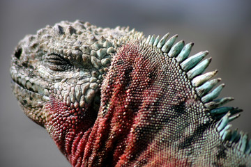 Naklejka premium galapagos sea iguana