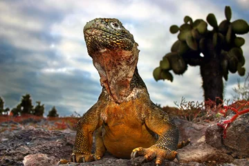 Foto op Canvas galapagos land iguana © Alexander