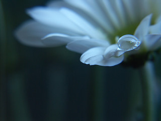 white flower - Powered by Adobe