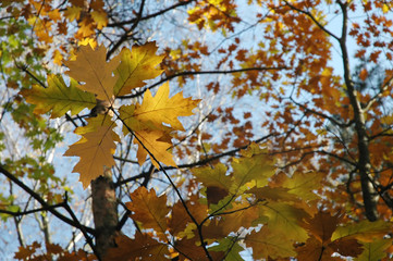 Fototapeta na wymiar star from leaves (autumn)