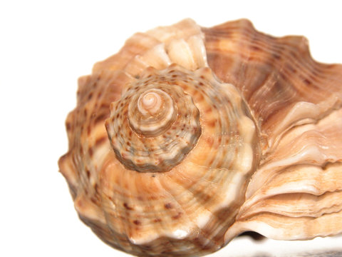 shell