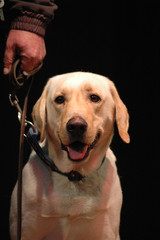labrador