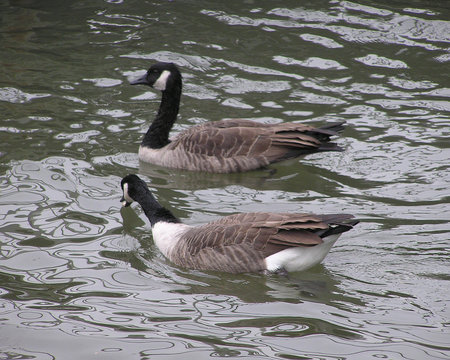 wild geese
