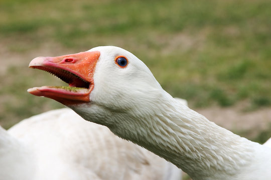 g&auml;nsealarm