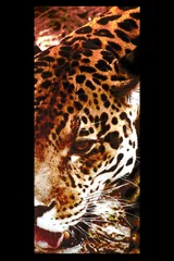 Abwaschbare Fototapete Panther Katze