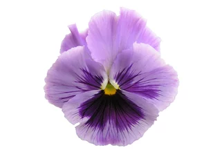 Wall murals Pansies isolated lavender pansy