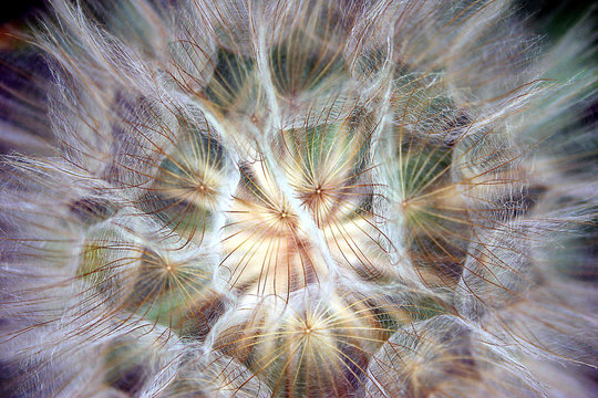 kosmischer wiesenbocksbart