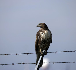 hawk on wire
